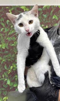 Rescue Domestic Short Hair Cats for Adoption in San Antonio, Texas - Wynonna | PetCurious