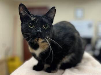 Rescue Domestic Short Hair Cats for Adoption in Aliquippa, Pennsylvania - TEACUP | PetCurious