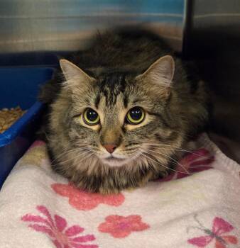 Ellie -  Domestic Long Hair Cat for Adoption in Ocala, Florida - Ellie | PetCurious