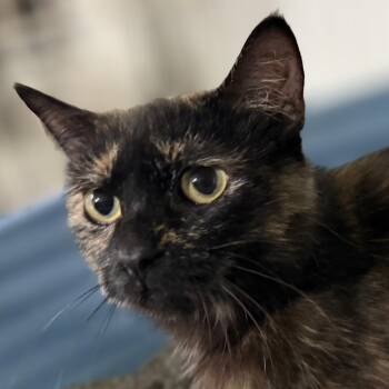 Peanut -  Domestic Short Hair Cat for Adoption in Traverse City, Michigan - Peanut | PetCurious