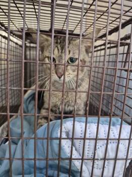 MUNCH -  Domestic Short Hair Cat for Adoption in San Antonio, Texas - MUNCH | PetCurious
