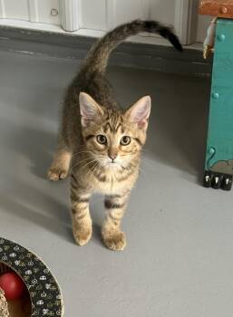 Ragetti -  American Shorthair Cat for Adoption in Big Rapids, Michigan - Ragetti | PetCurious