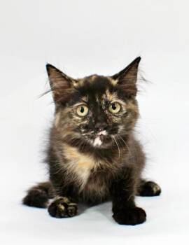 Roxanne -  Domestic Medium Hair and Domestic Short Hair Cat for Adoption in Morton Grove, Illinois - Roxanne | PetCurious