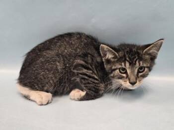 Mercury -  Domestic Short Hair Cat for Adoption in Minneapolis, Minnesota - Mercury | PetCurious
