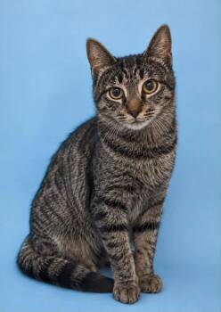 Luigi -  Domestic Short Hair Cat for Adoption in Columbia, Tennessee - Luigi | PetCurious