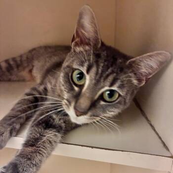 Jessie -  Domestic Short Hair Cat for Adoption in Dayton, Ohio - Jessie | PetCurious