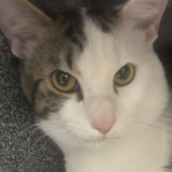 Domestic Short Hair Cats Available for Adoption in Greenville, South Carolina - Tom | PetCurious