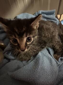Rescue Domestic Short Hair Cats for Adoption in Tipp City, Ohio - Scallion | PetCurious
