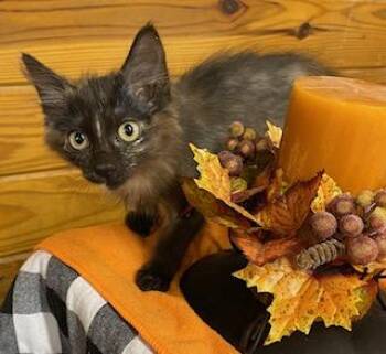 Rescue Tortoiseshell Cats for Adoption in Southern Pines, North Carolina - Shallot - Smaller Version Of Her Sister, This One Has A BIG Pers | PetCurious