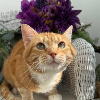 Lortimer Limon 56311 -  Domestic Short Hair Cat for Adoption in Eaton Rapids, Michigan - Lortimer Limon 56311 | PetCurious
