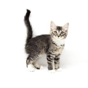 Catamount -  Domestic Short Hair Cat for Adoption in Florence, Arizona - Catamount | PetCurious