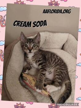 Cream Soda -  Domestic Short Hair Cat for Adoption in Pensacola, Florida - Cream Soda | PetCurious
