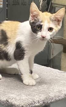 Strawberry (foster cat) -  Domestic Short Hair Cat for Adoption in Littlestown, Pennsylvania - Strawberry (foster Cat) | PetCurious