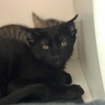 Yin -  Domestic Short Hair Cat for Adoption in Phoenix, Arizona - Yin | PetCurious