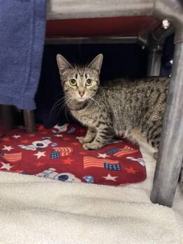 RAZZMATAZZ -  Domestic Short Hair Cat for Adoption in Minneapolis, Minnesota - RAZZMATAZZ | PetCurious