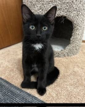Rescue Domestic Short Hair Cats for Adoption in Folsom, California - Magnolia | PetCurious