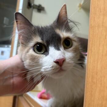 Strawberry Rhubarb -  Domestic Medium Hair Cat for Adoption - Strawberry Rhubarb | PetCurious