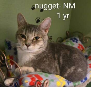 Nugget -  Domestic Short Hair Cat for Adoption in Amherst, Virginia - Nugget | PetCurious