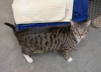 Domestic Short Hair Cats Available for Adoption in Boise, Idaho - Tabby | PetCurious