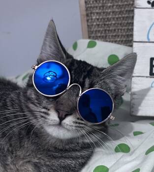 Rescue Domestic Short Hair Cats for Adoption in Jackson, Georgia - Tuck | PetCurious