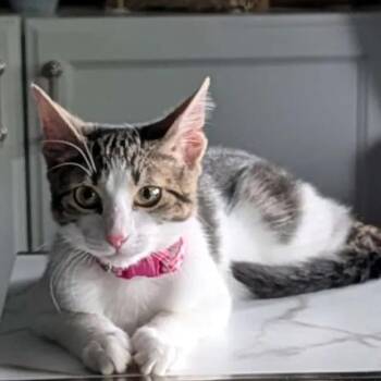 Domestic Short Hair Cats Available for Adoption in Weehawken Township, New Jersey - Lily | PetCurious