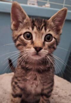 Alvin (Cutie Patootie Litter) -  Domestic Short Hair and Tabby Cat for Adoption in Baltimore, Maryland - Alvin (Cutie Patootie Litter) | PetCurious