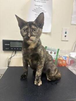 Phoebe -  Domestic Short Hair Cat for Adoption in Charleston, South Carolina - Phoebe | PetCurious