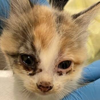 Rescue Domestic Medium Hair Cats for Adoption in Las Cruces, New Mexico - China | PetCurious