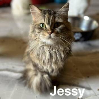 Snuggly Persian Jessy (from Egypt) -  Persian Cat for Adoption in Woodbridge, Virginia - Snuggly Persian Jessy (from Egypt) | PetCurious