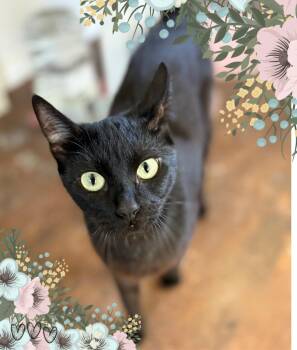 Rescue Domestic Short Hair Cats for Adoption in Los Angeles, California - Olive | PetCurious