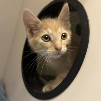 Brambleclaw -  Domestic Short Hair Cat for Adoption in Walnut Creek, California - Brambleclaw | PetCurious
