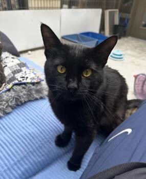 Reggie -  Domestic Short Hair Cat for Adoption in Maple Ridge, British Columbia - Reggie | PetCurious