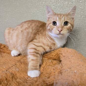 Borris -  Domestic Short Hair Cat for Adoption in Pennsville Township, New Jersey - Borris | PetCurious