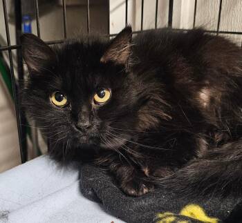 Domestic Long Hair Cats Available for Adoption in Du Quoin, Illinois - PEARL | PetCurious
