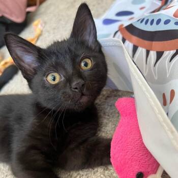 Pippin -  Domestic Short Hair Cat for Adoption in Millcreek, Utah - Pippin | PetCurious