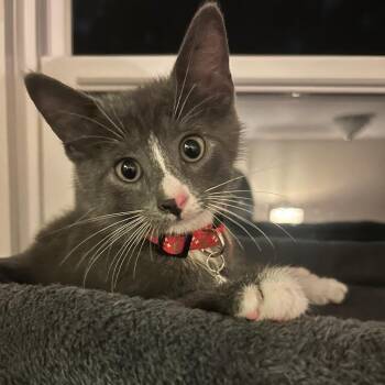 Frankie 2026 -  Domestic Short Hair Cat for Adoption - Frankie 2026 | PetCurious