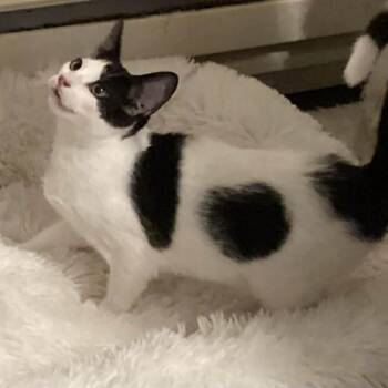 Domestic Short Hair Cats Available for Adoption - Roomba 55612 | PetCurious