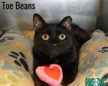 Domestic Short Hair Cats Available for Adoption in Fort Mill, South Carolina - Toe Beans | PetCurious