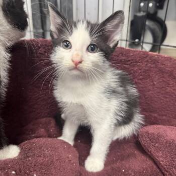Salt -  Domestic Short Hair Cat for Adoption in Waco, Texas - Salt | PetCurious