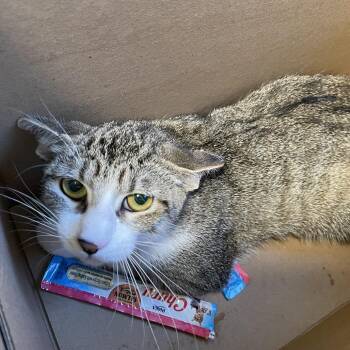 Turnip -  Domestic Short Hair Cat for Adoption in Pasadena, California - Turnip | PetCurious