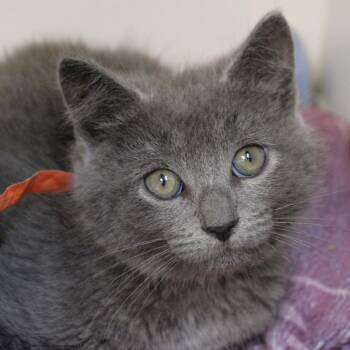 Feline Torch -  Domestic Short Hair Cat for Adoption in Champaign, Illinois - Feline Torch | PetCurious