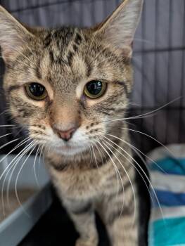Maeve -  Domestic Short Hair Cat for Adoption in Kettering, Ohio - Maeve | PetCurious