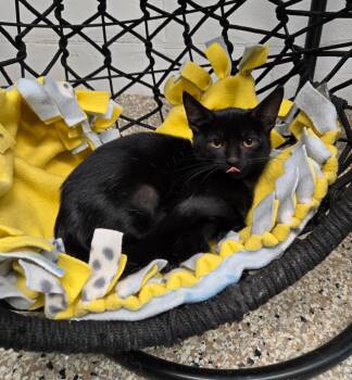 Rescue Domestic Short Hair Cats for Adoption in Yorkville, Illinois - Sally | PetCurious