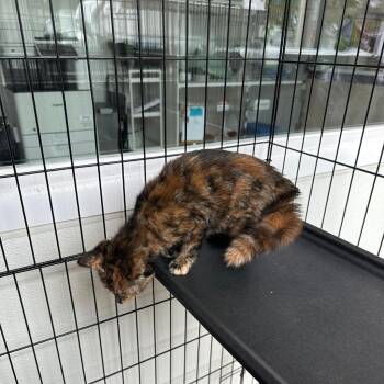 Baby Boo @PetSmart Salem -  Domestic Short Hair Cat for Adoption in Newberg, Oregon - Baby Boo @PetSmart Salem | PetCurious