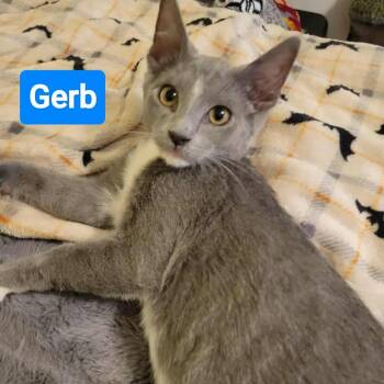 Rescue Domestic Short Hair Cats for Adoption in Fort Worth, Texas - Gerb | PetCurious