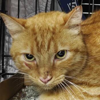 Sugar Snap Pea -  Domestic Short Hair Cat for Adoption in New York, New York - Sugar Snap Pea | PetCurious