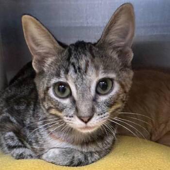 Polly Pocket -  Domestic Short Hair Cat for Adoption in Walnut Creek, California - Polly Pocket | PetCurious