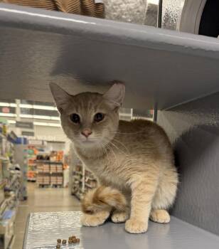 Shia LaBeauf -  Domestic Short Hair Cat for Adoption in East Hartford, Connecticut - Shia LaBeauf | PetCurious