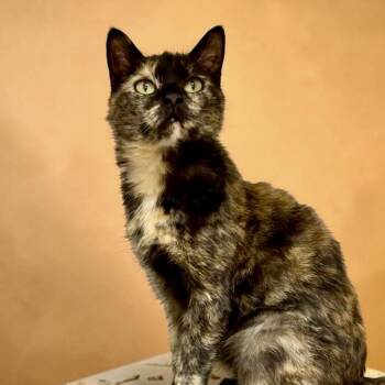 Lovebug -  Domestic Short Hair Cat for Adoption in Bentonville, Arkansas - Lovebug | PetCurious