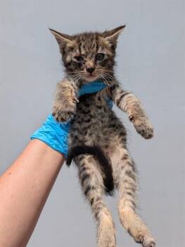 Domestic Medium Hair Cats Available for Adoption in San Antonio, Texas - FANG | PetCurious